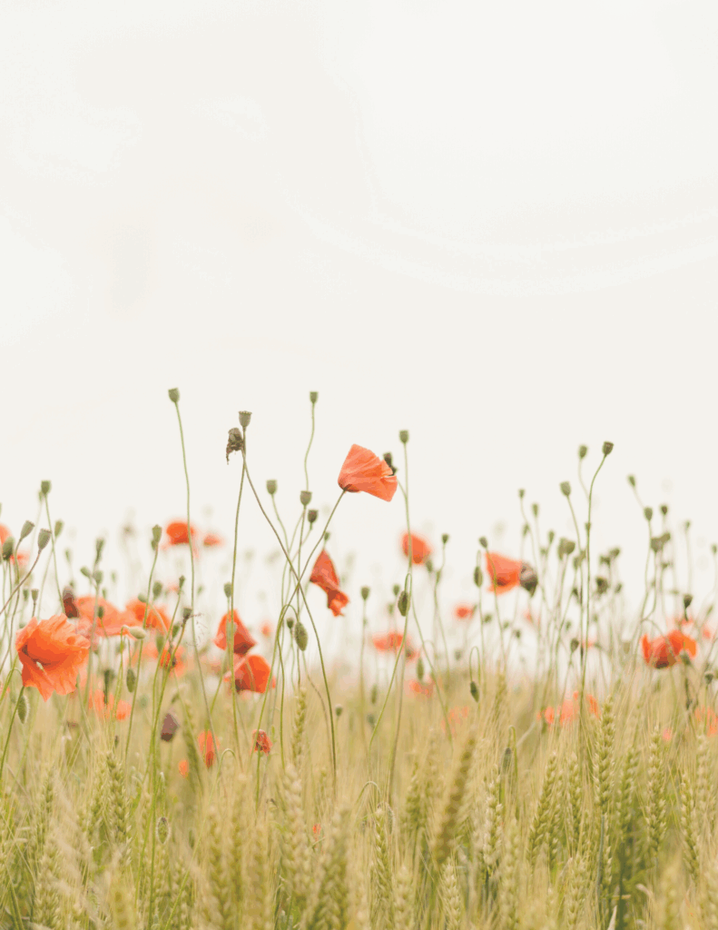 poppy flowers in a field against a white background